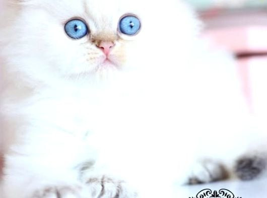 Silver Point British Longhair