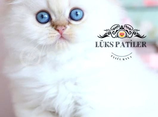 Silver Point British Longhair görsel