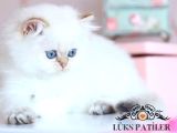 Silver Point British Longhair