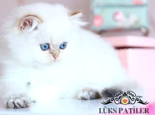 Silver Point British Longhair görsel