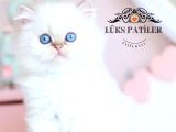 Silver Point British Longhair
