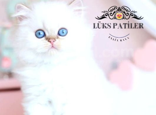 Silver Point British Longhair görsel