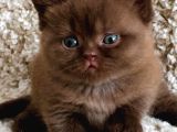 Petito Ayıcığı Chocolate British Shorthair