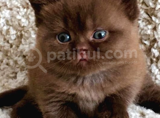 Petito Ayıcığı Chocolate British Shorthair görsel