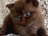 Petito Ayıcığı Chocolate British Shorthair