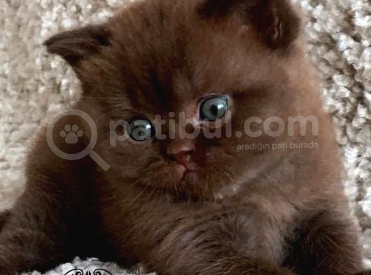 Petito Ayıcığı Chocolate British Shorthair görsel