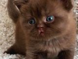 Petito Ayıcığı Chocolate British Shorthair