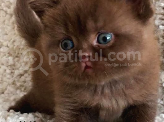Petito Ayıcığı Chocolate British Shorthair