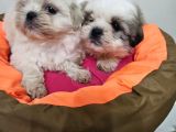 Scr Li Shih Tzu Yavrularimiz