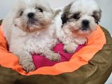 Scr Li Shih Tzu Yavrularimiz
