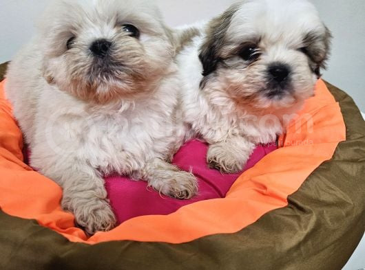 Scr Li Shih Tzu Yavrularimiz görsel