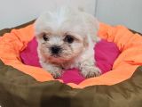 Scr Li Shih Tzu Yavrularimiz