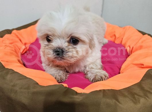 Scr Li Shih Tzu Yavrularimiz görsel
