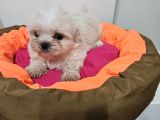 Scr li shih tzu yavrularimiz