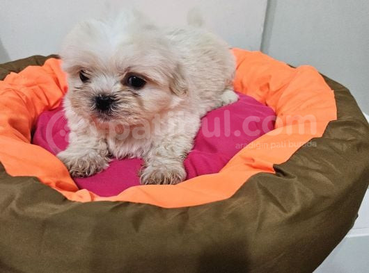 Scr Li Shih Tzu Yavrularimiz