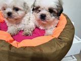 Scr Li Shih Tzu Yavrularimiz