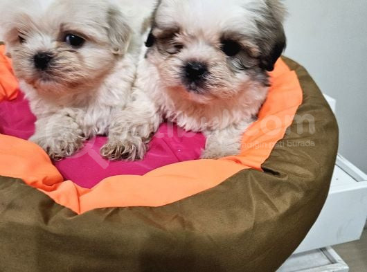 Scr Li Shih Tzu Yavrularimiz görsel