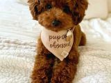 Sağlik Ve Irk Garanti̇li̇ Toy Poodle Bebi̇sler