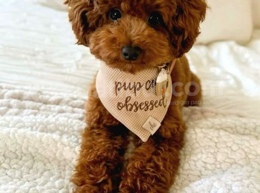 Sağlik Ve Irk Garanti̇li̇ Toy Poodle Bebi̇sler görsel