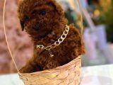 Hayatınıza Neşe Katacak Toy Poodle Yavrusu Sizi Bekliyor