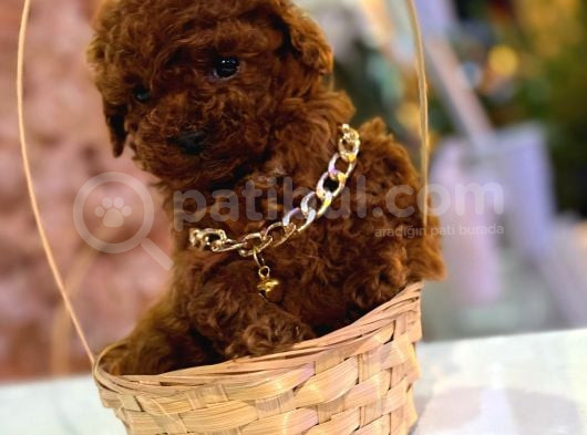 Hayatınıza Neşe Katacak Toy Poodle Yavrusu Sizi Bekliyor görsel