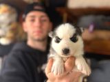 Burkem ailesinden safkan husky yavrularımız