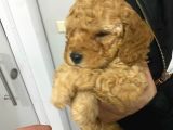 45 Günlük Safkan Toy Poodle Yavru Erkek