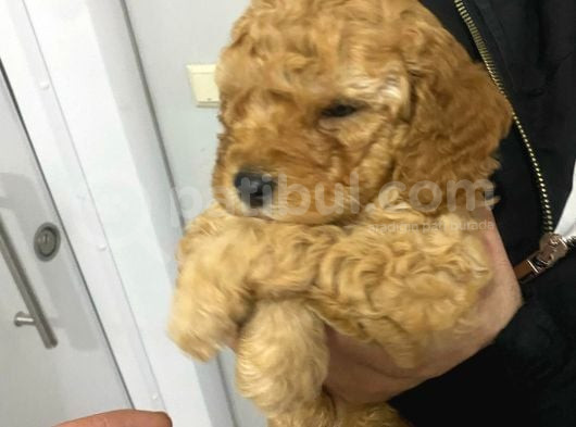 45 Günlük Safkan Toy Poodle Yavru Erkek görsel