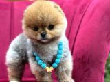 Kalbinizi Isıtacak Minik Pomeranian Yavrusu Yuva Arıyor