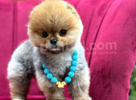Kalbinizi Isıtacak Minik Pomeranian Yavrusu Yuva Arıyor görsel