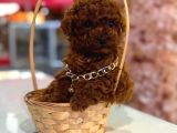 Hayatınıza Neşe Katacak Toy Poodle Yavrusu Sizi Bekliyor