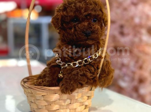 Hayatınıza Neşe Katacak Toy Poodle Yavrusu Sizi Bekliyor görsel