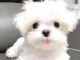 Maltese Terrier Sıfır No Evimin Neşesi Yavrularım