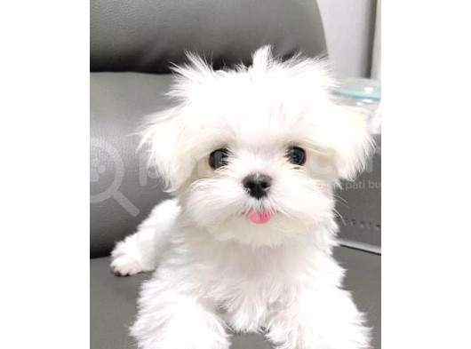 Maltese Terrier Sıfır No Evimin Neşesi Yavrularım