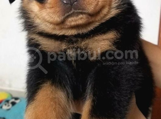 Sağlik Ve Irk Garanti̇li̇ Rotwei̇ler Bebek görsel