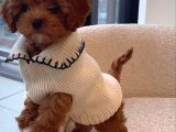 Sağlik Ve Irk Garanti̇li̇ Toy Poodle Bebi̇sler