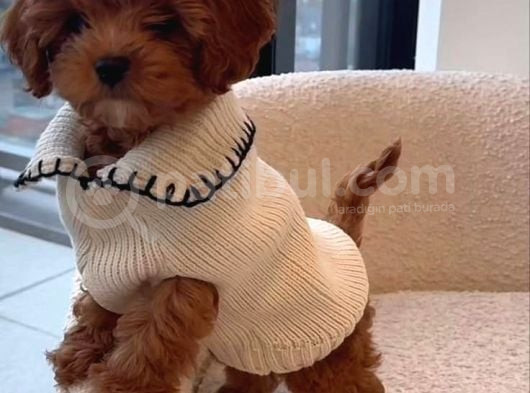Sağlik Ve Irk Garanti̇li̇ Toy Poodle Bebi̇sler görsel
