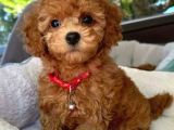 Sağlik Ve Irk Garanti̇li̇ Toy Poodle Bebi̇sler