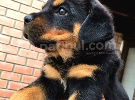 Sağlik Ve Irk Garanti̇li̇ Rotwei̇ler Bebek görsel