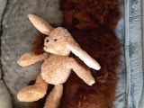 Sağlik Ve Irk Garanti̇li̇ Toy Poodle Bebi̇sler