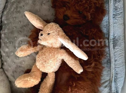 Sağlik Ve Irk Garanti̇li̇ Toy Poodle Bebi̇sler görsel