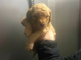45 Günlük Safkan Toy Poodle Yavru Erkek