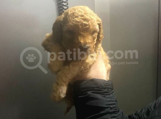 45 Günlük Safkan Toy Poodle Yavru Erkek görsel