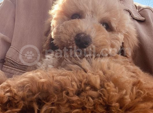 Güzeller Güzeli Toy Poodle Yavrum