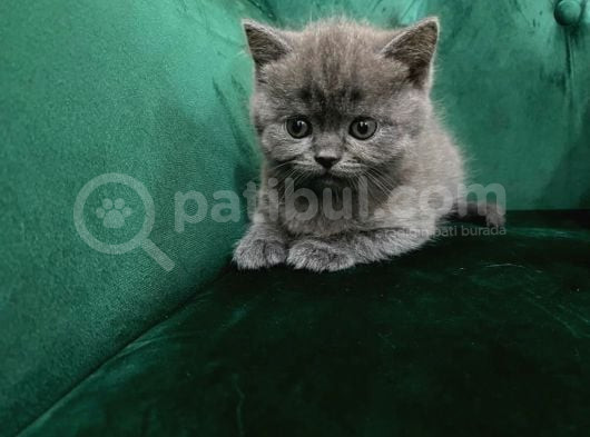 Mükemmel Kali̇tede Scotti̇sh Fold Bebekler görsel