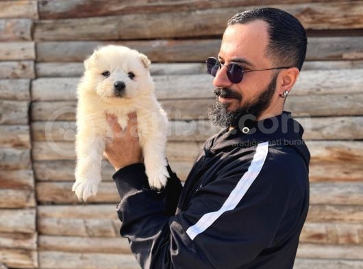 Ödüllü Babadan Ayı Yavrusu Samoyed A Kalite görsel