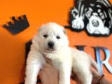 Ödüllü babadan ayı yavrusu samoyed a kalite