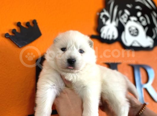 Ödüllü Babadan Ayı Yavrusu Samoyed A Kalite