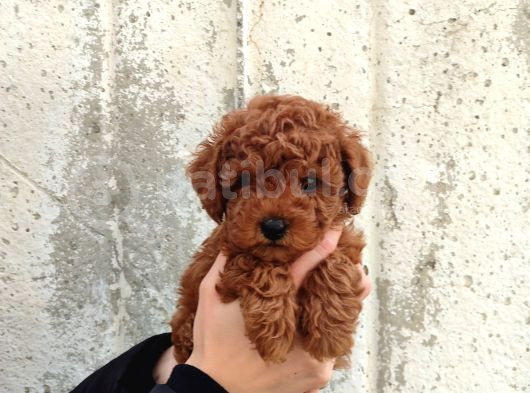 Kilo Ve Boy Garantili Poodle Yavrularım görsel