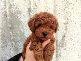Kilo Ve Boy Garantili Poodle Yavrularım